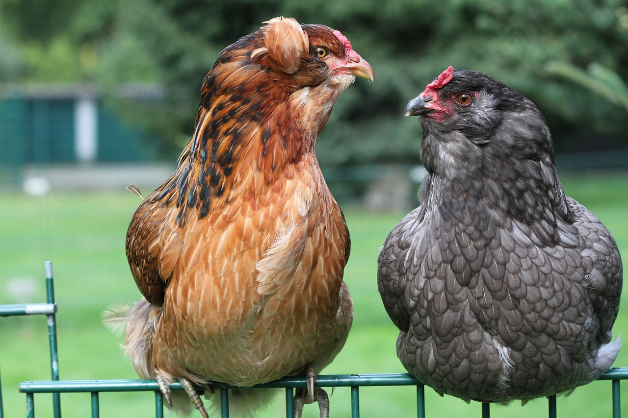 ¿Cuántos huevos pone la gallina Araucana al año?