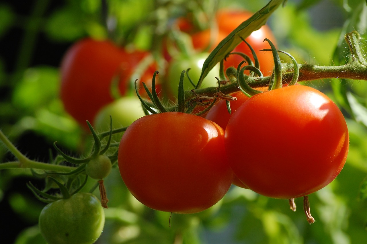 ¿Cómo combatir las enfermedades de la planta de tomate?