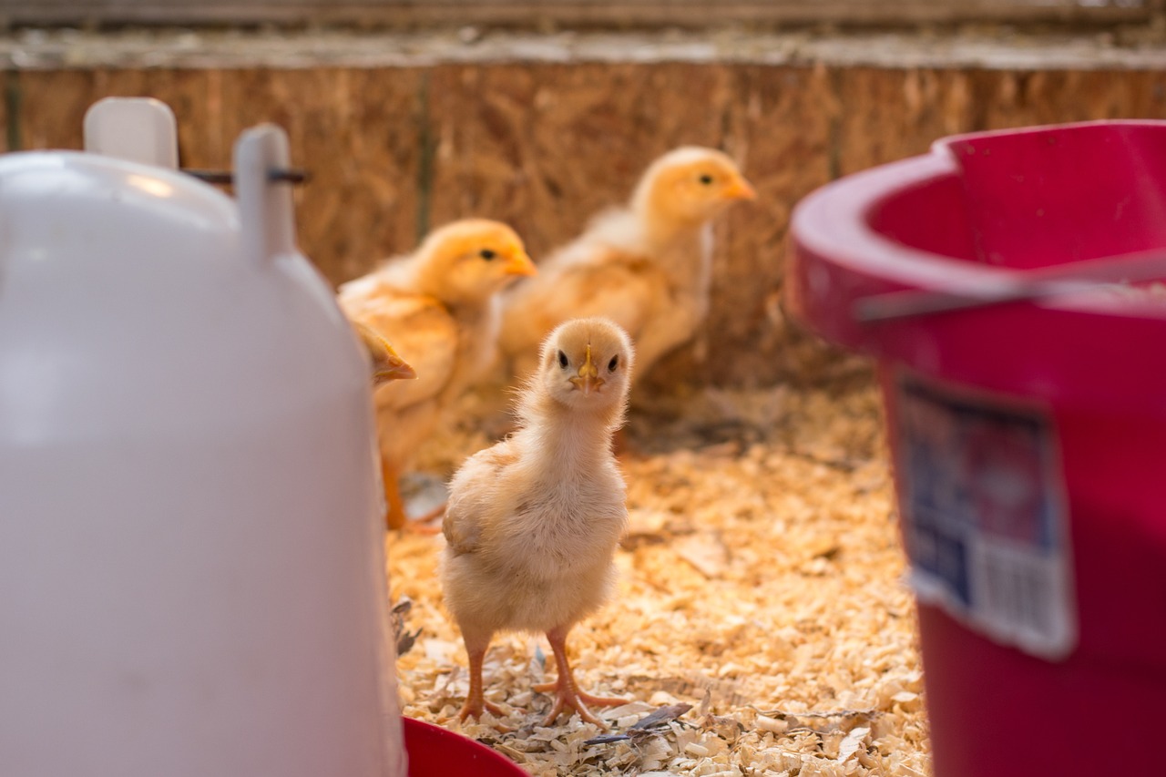 ¿Cuánto dura una gallina clueca para sacar pollitos?