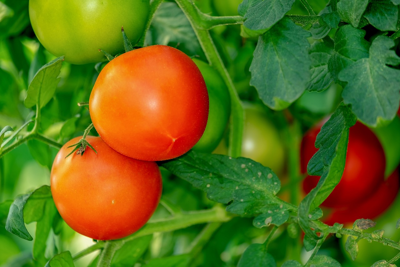 ¿Cómo se sostienen las plantas de tomate sin jaulas?