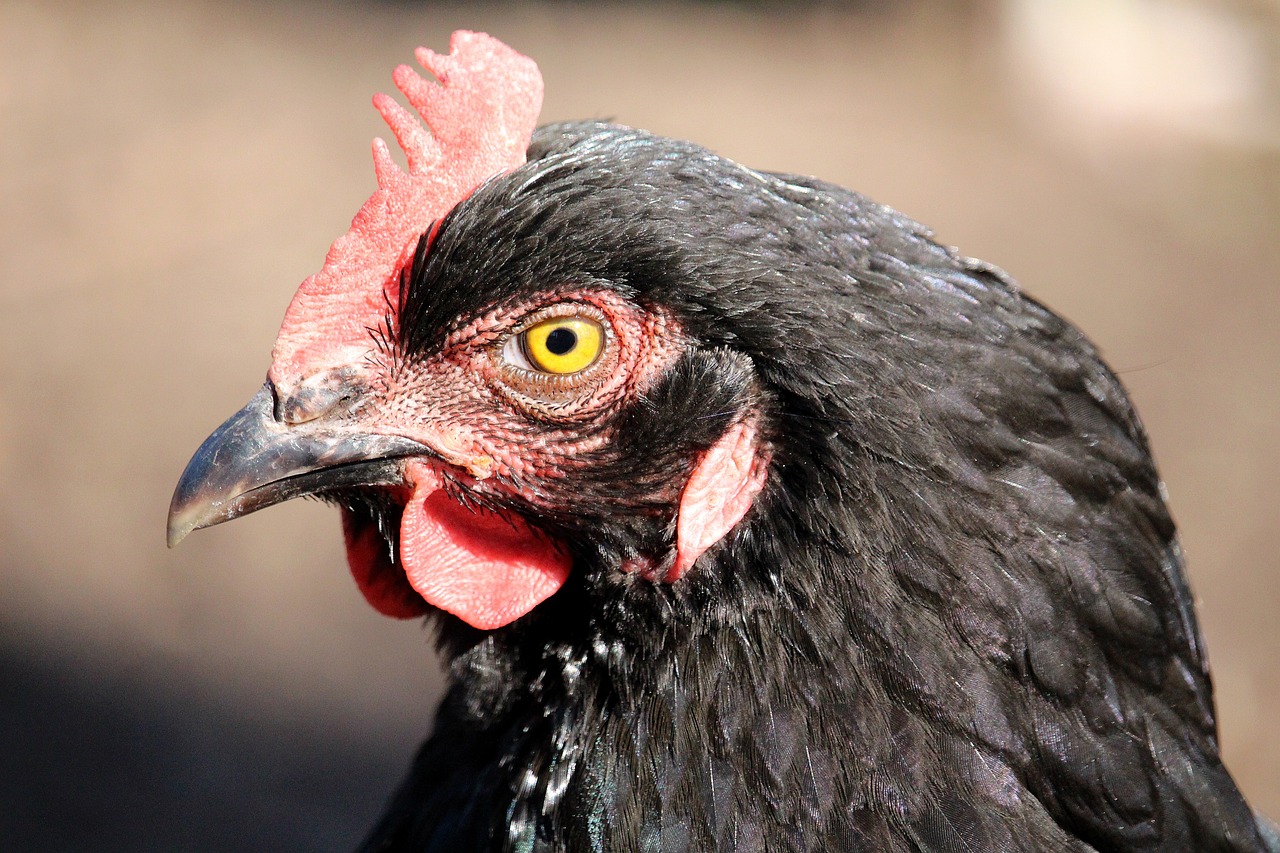 ¿Cómo se llama la raza de gallina negra?