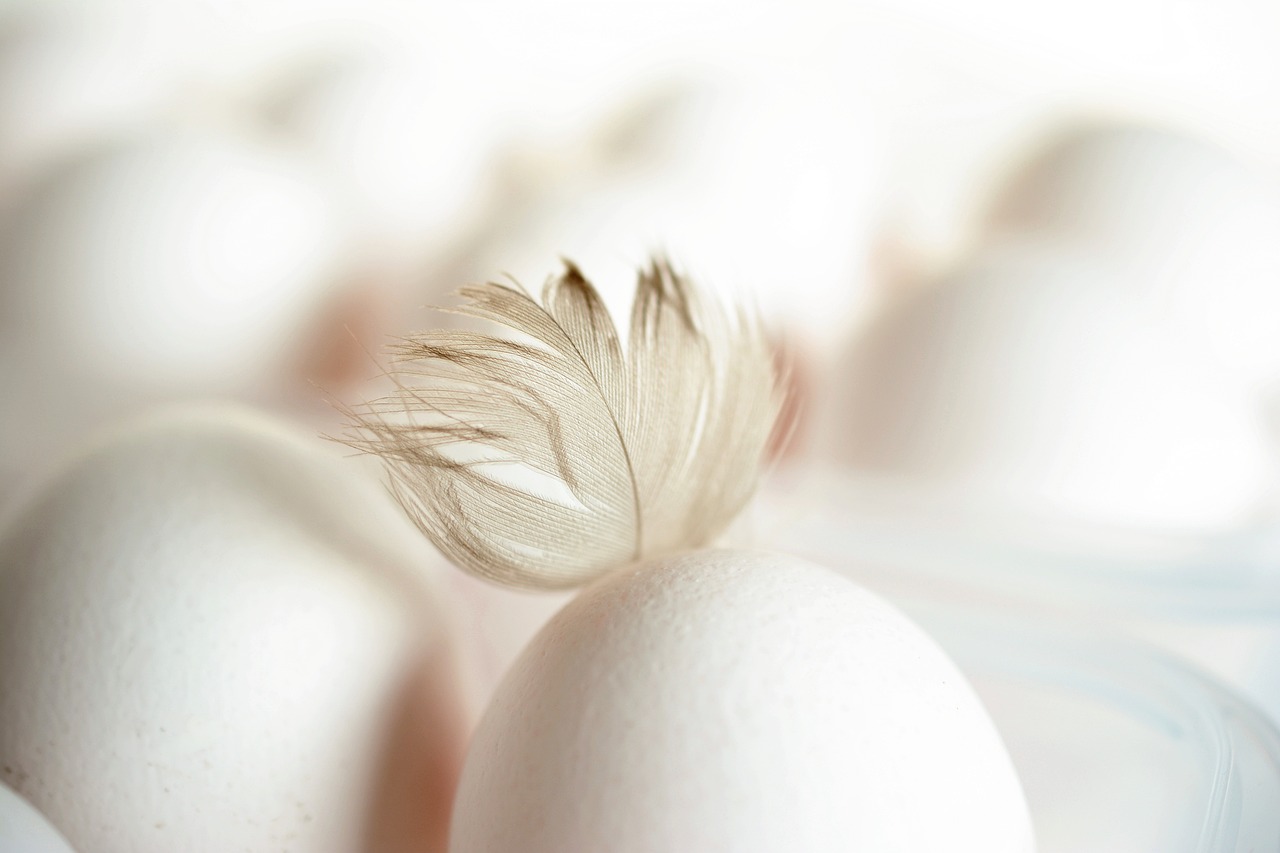 ¿Cómo saber si un huevo está fecundado de gallina?