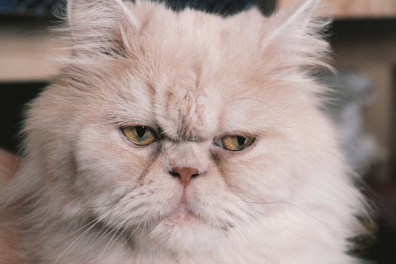 ¿Qué precio puede tener un gato persa?