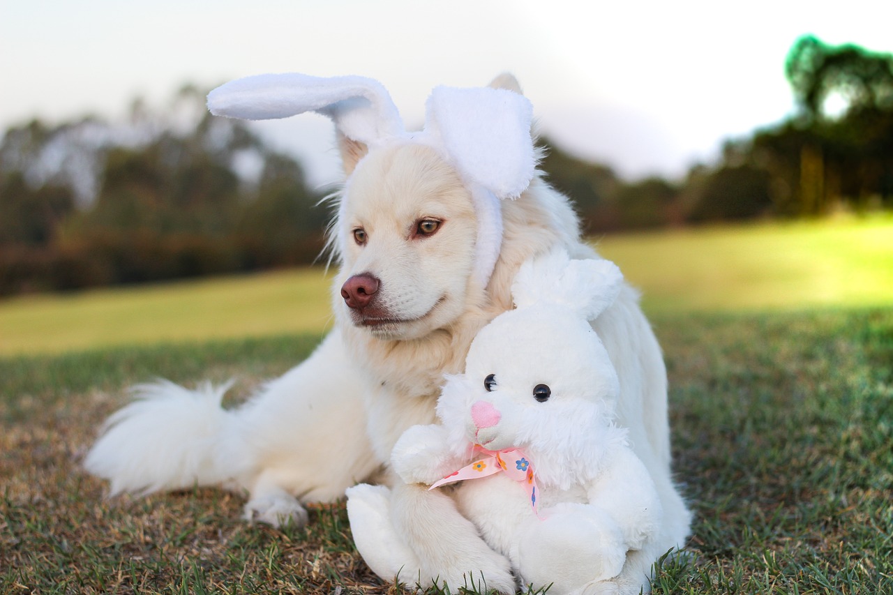 ¿Cómo se llama la raza de conejos con orejas caídas?