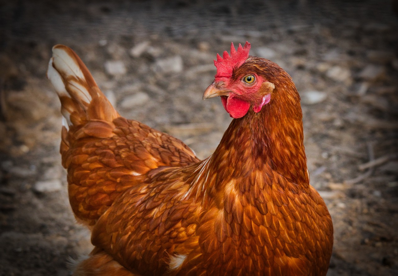 ¿Cómo proteger a las gallinas de los depredadores?