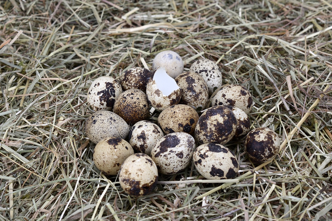 ¿Cómo se incuban los huevos de codorniz?