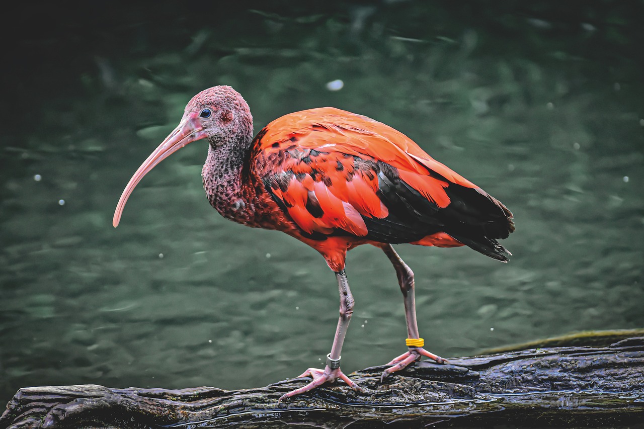 ¿Qué come el ibis rojo?