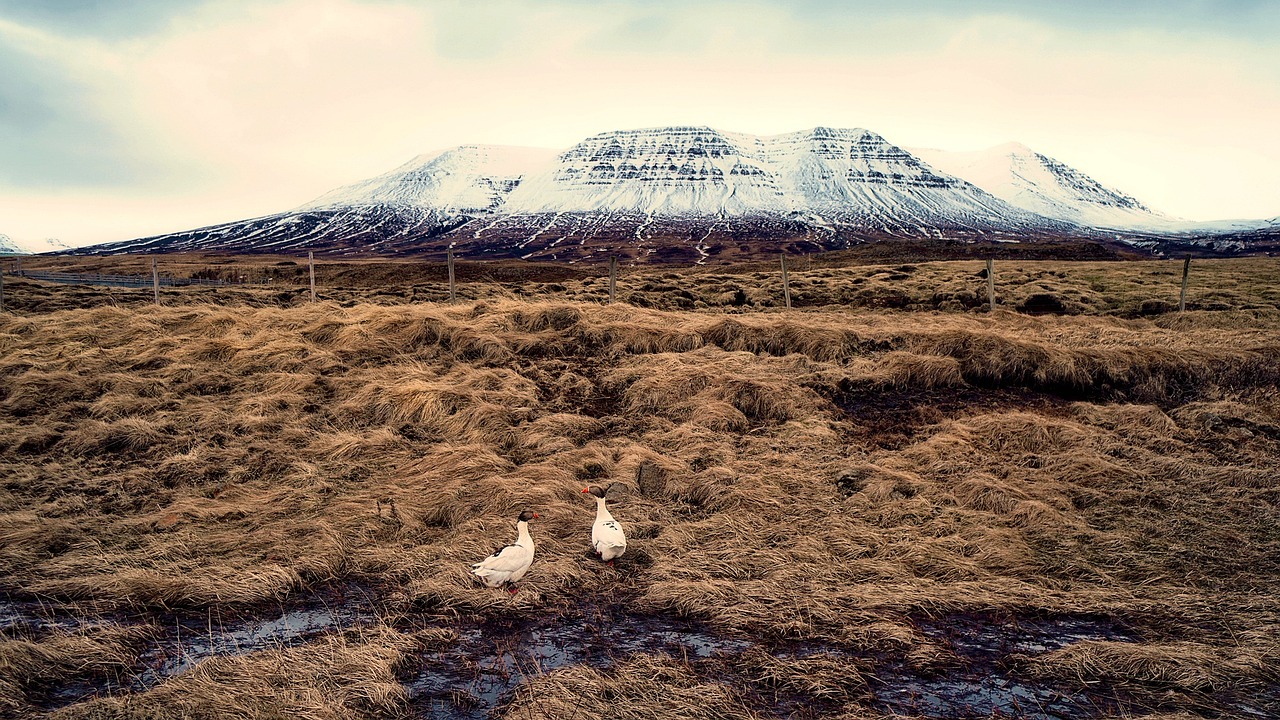 ¿Qué tipo de aves hay en Islandia?