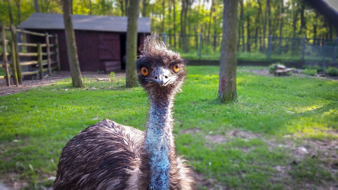 ¿Qué es un emú y dónde vive?