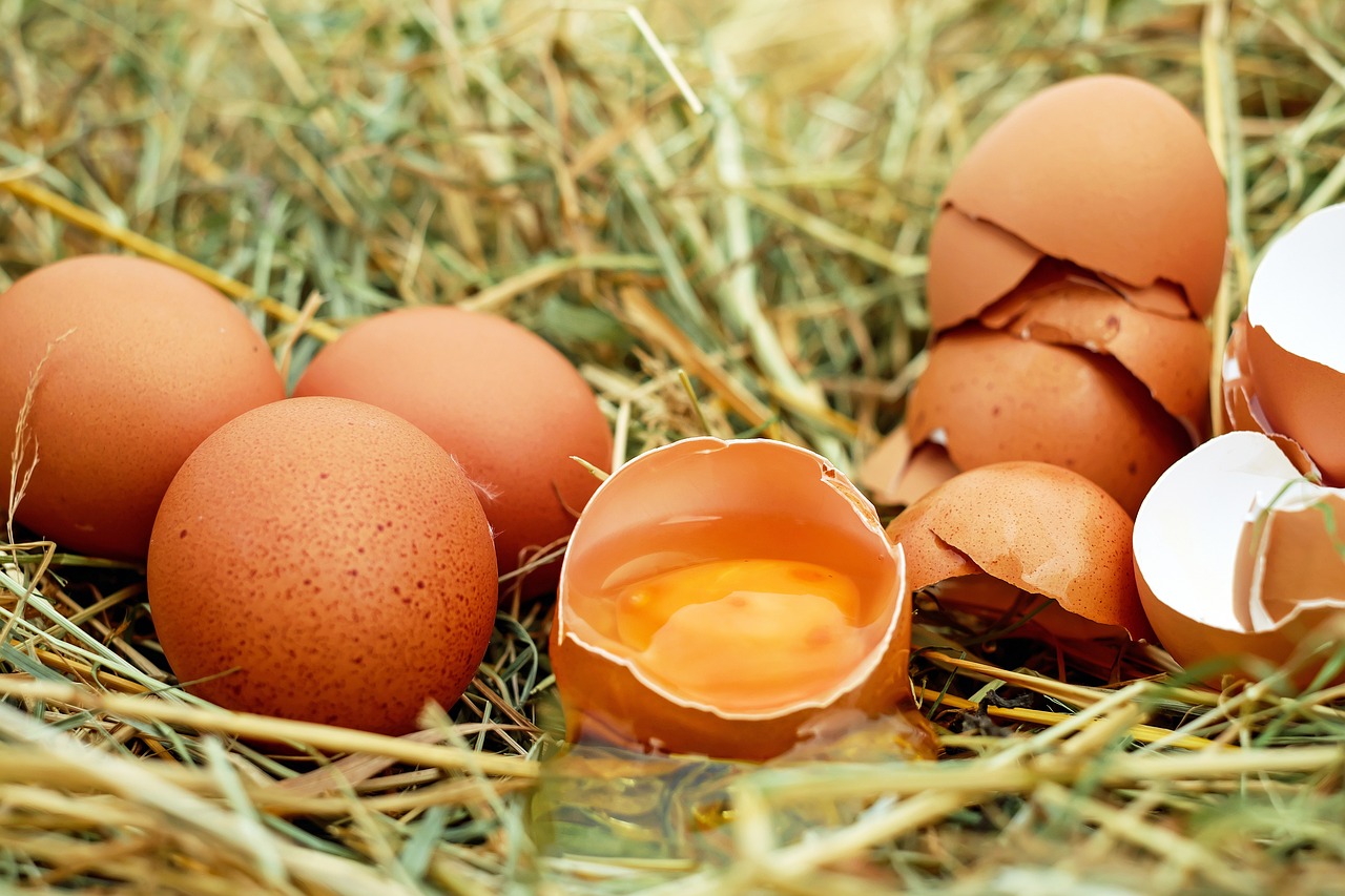 ¿Cuánto tiempo tarda en salir del huevo un periquito?