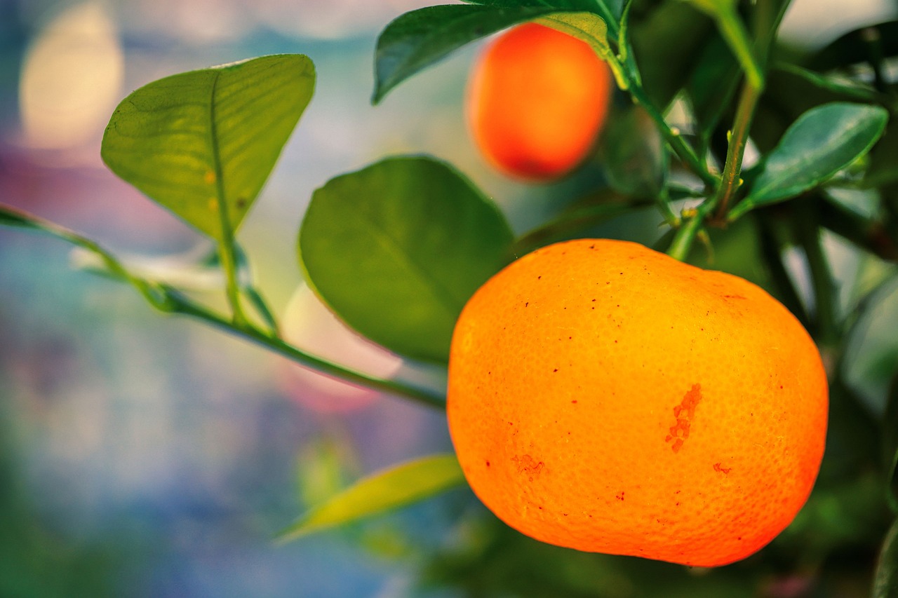 ¿Cómo regar kumquat?