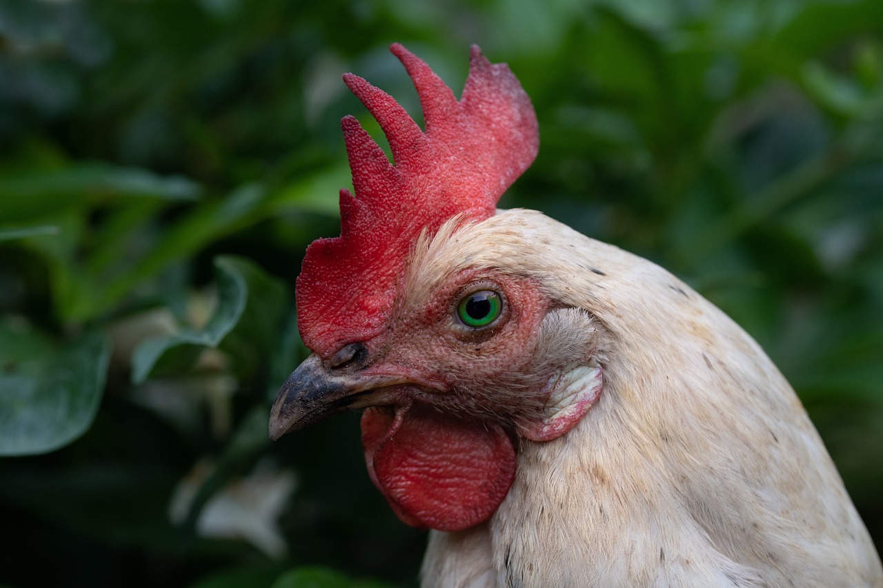 ¿Cómo saber si una gallina es inglesa?