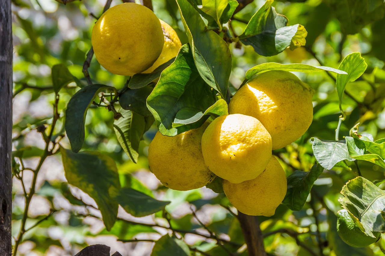 ¿Cuándo salen los limones del limonero?