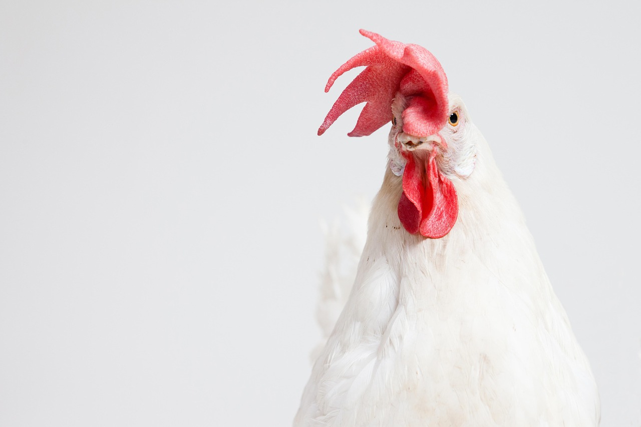 ¿Qué diferencia hay entre ave y pollo?