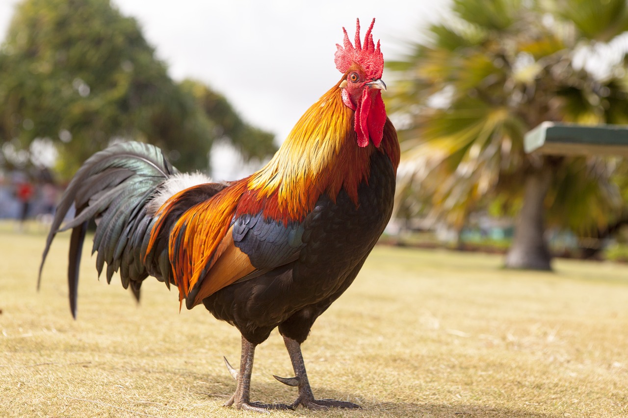 ¿Cómo saber si es un gallo o una gallina?