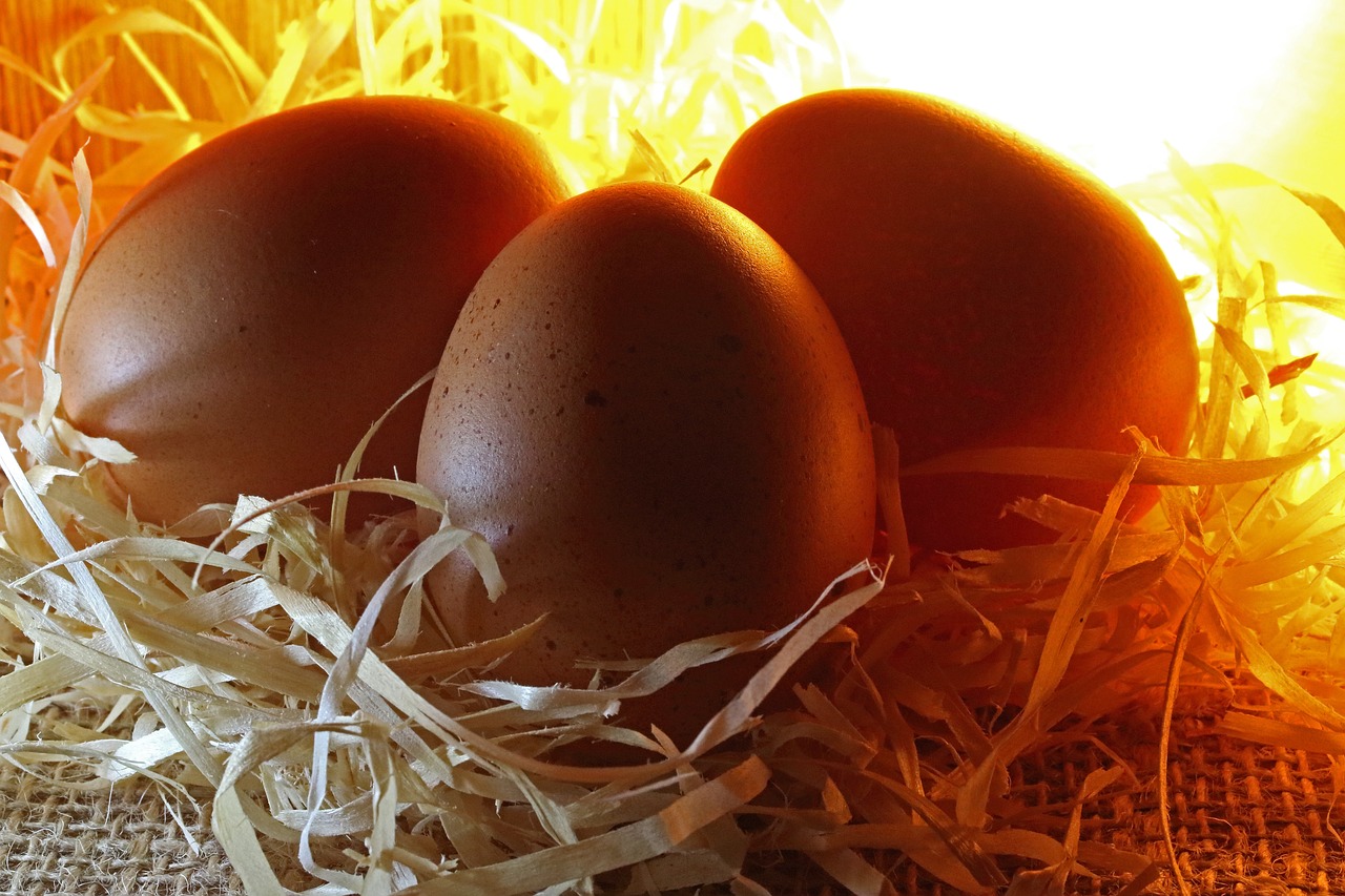 ¿Cuál es la temperatura ideal para incubar los huevos?