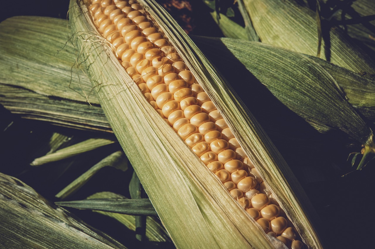 ¿Por qué engorda el maíz?