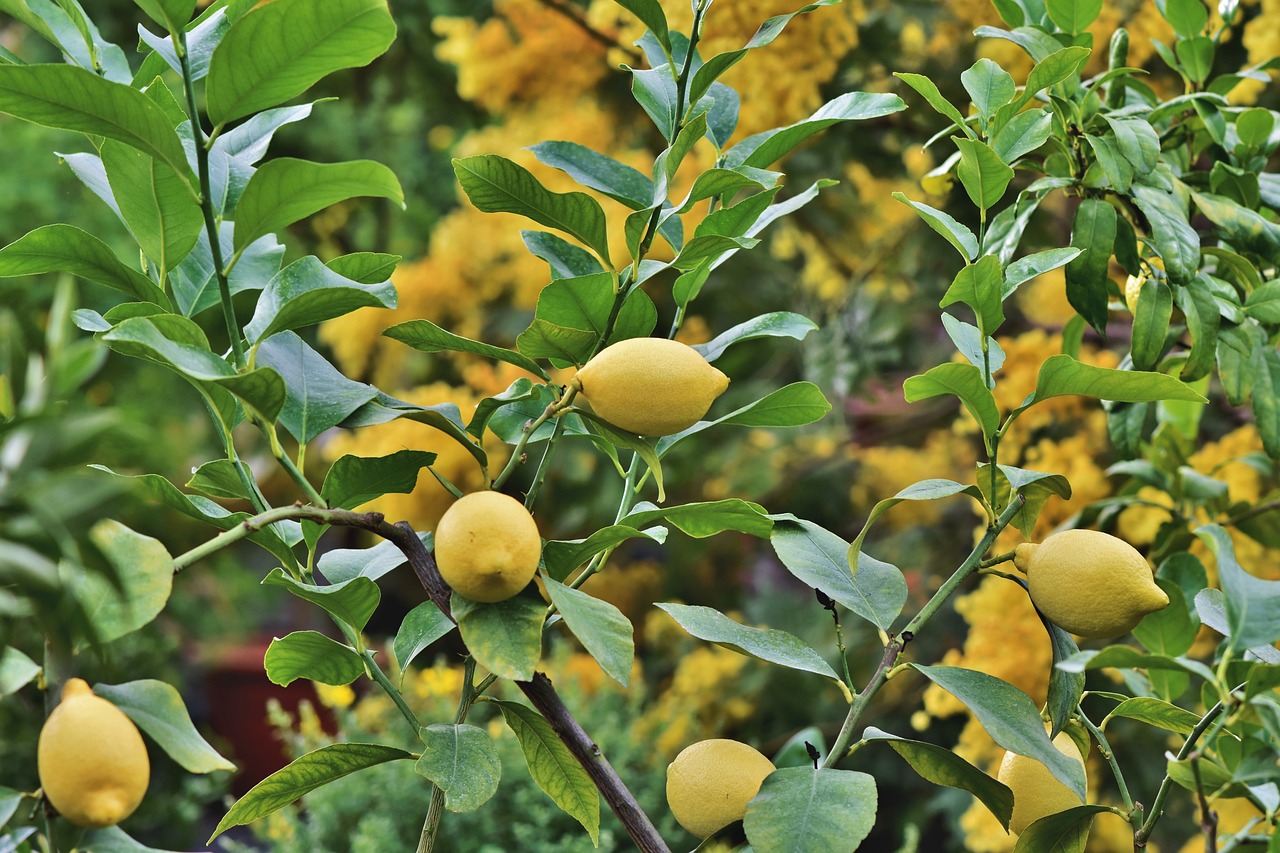 ¿Cuál es el mejor lugar para plantar un limonero?