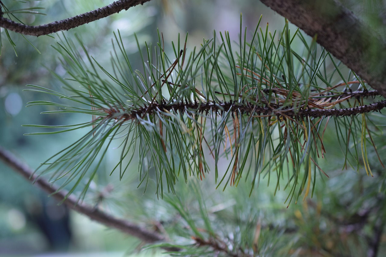¿Cuánto tiempo tarda en crecer un pino piñonero?