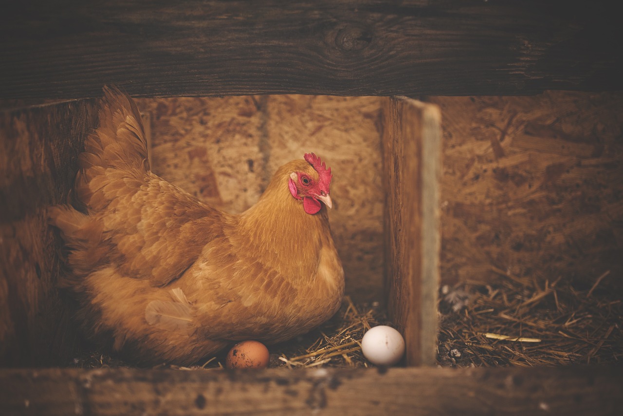 ¿Qué se puede hacer para que las gallinas no se coman los huevos?