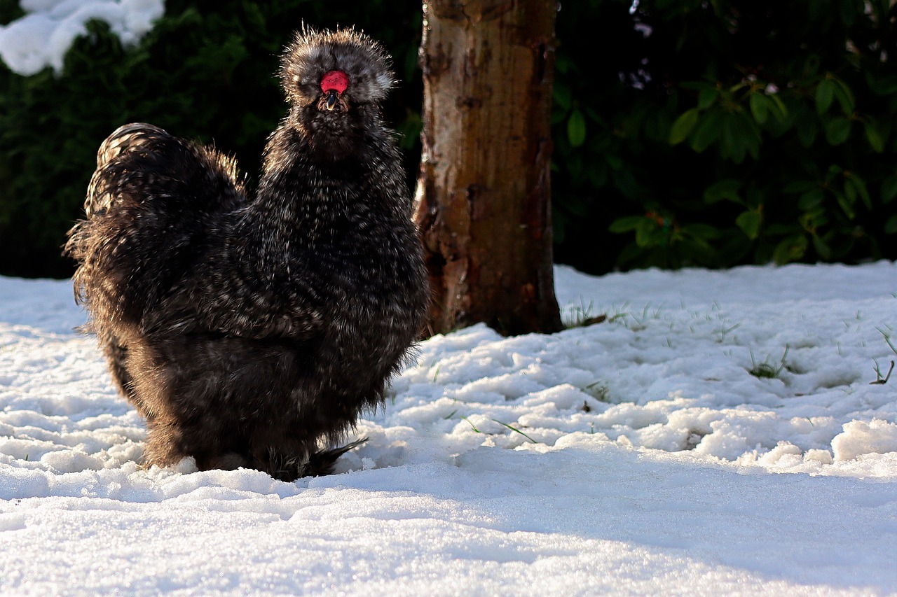 ¿Cuántos huevos pone una gallina Silkie?