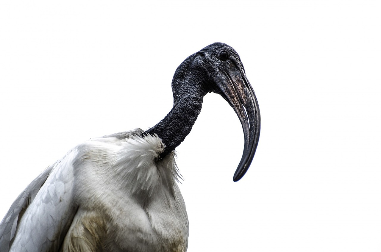 ¿Dónde vive el ibis sagrado?