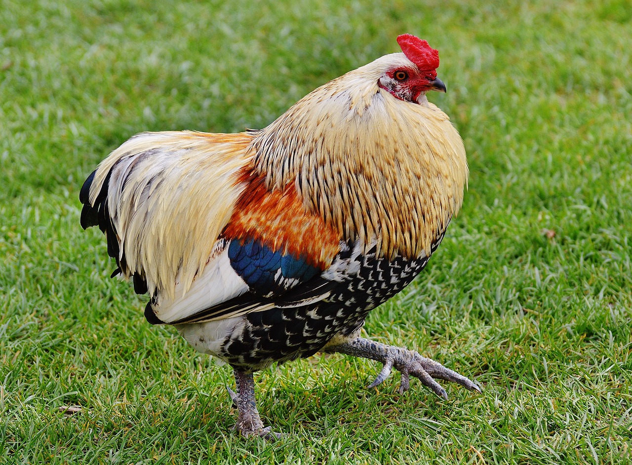 ¿Cómo se llaman los pollos sin plumas?