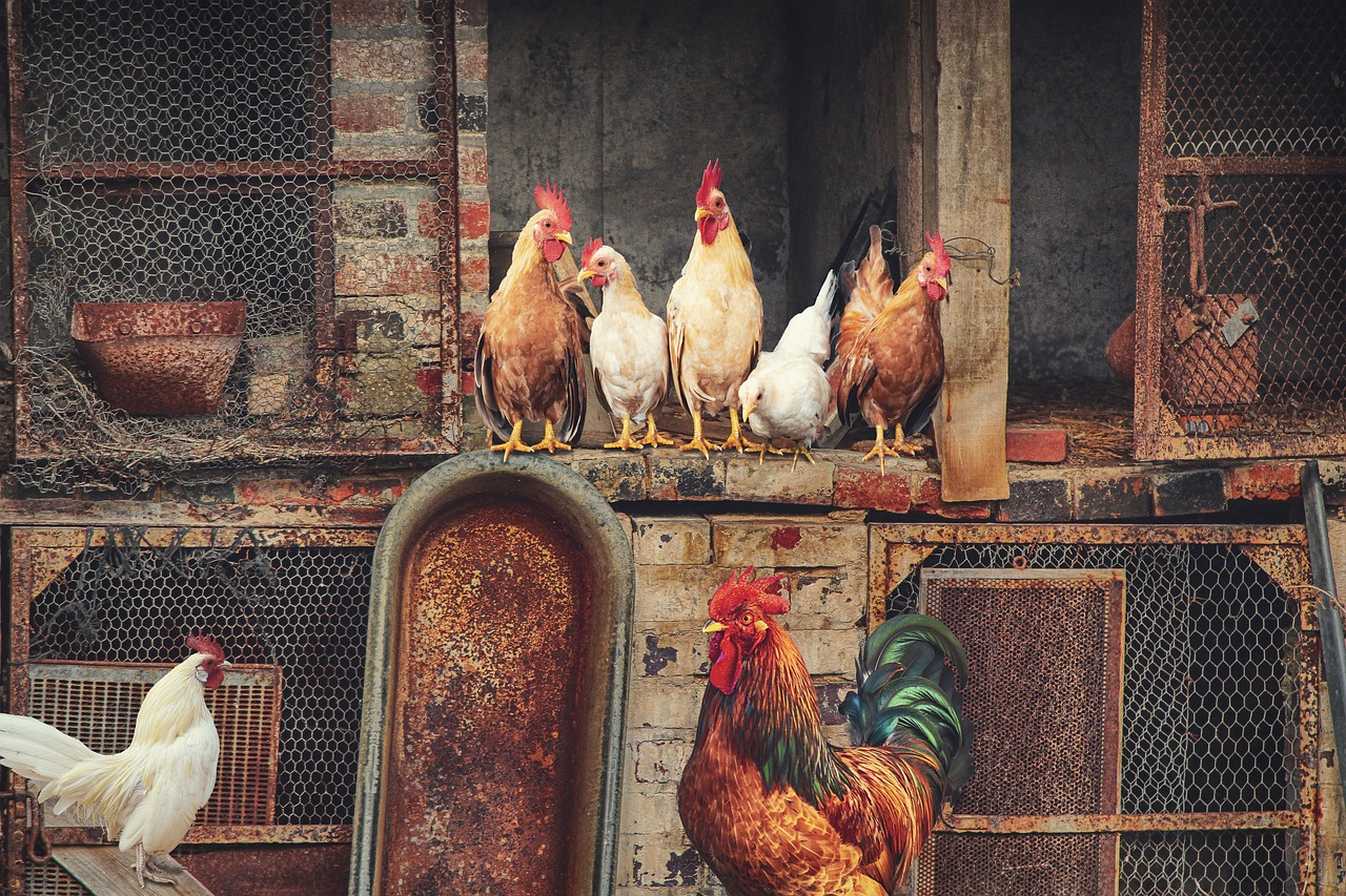¿Cuántas gallinas se necesitan para mantener una familia?