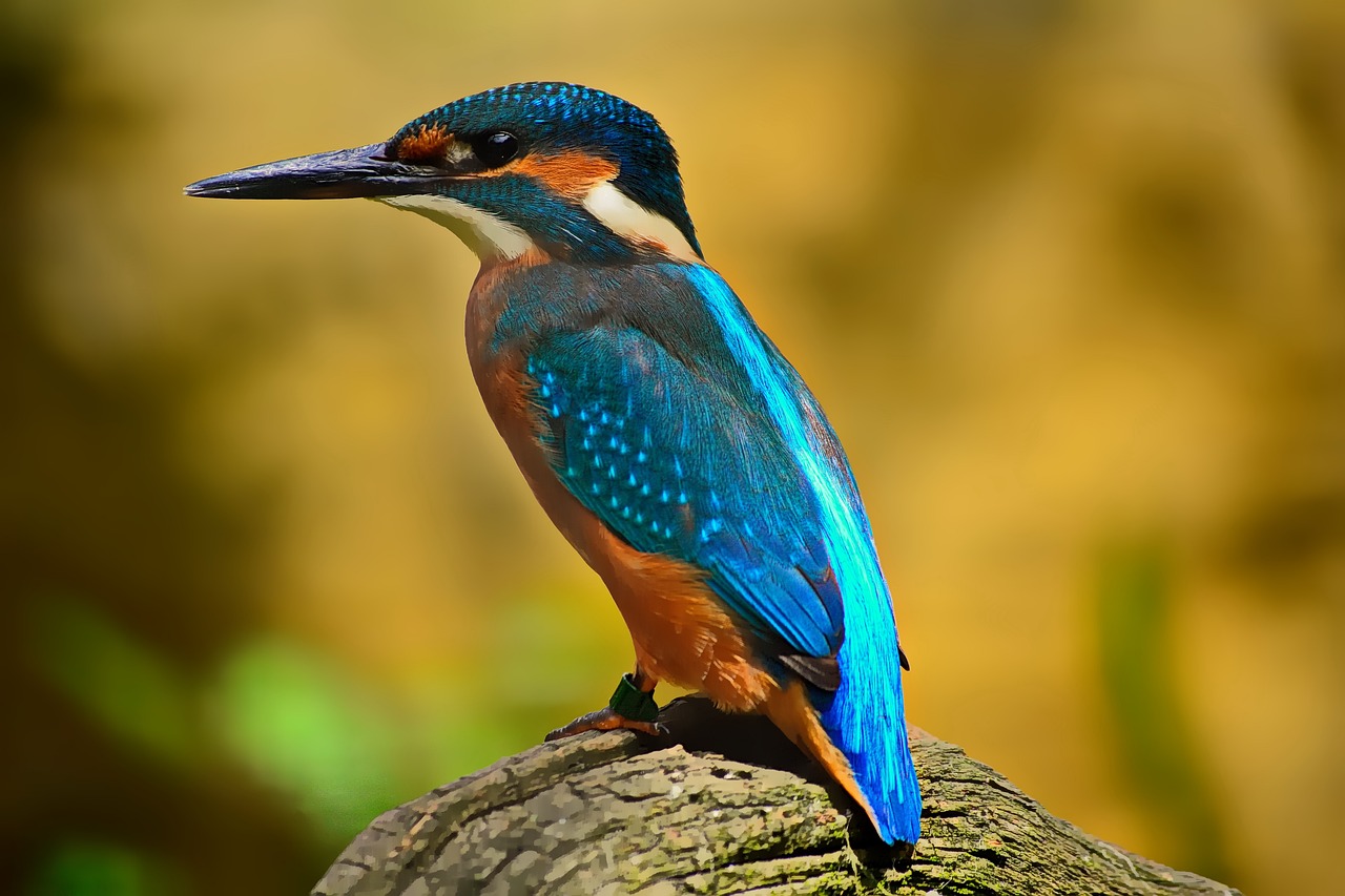 ¿Cómo se llaman los pájaros que son de color azul?