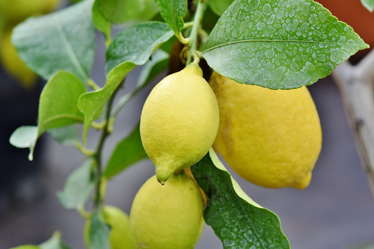 ¿Cómo mantener un limonero pequeño?
