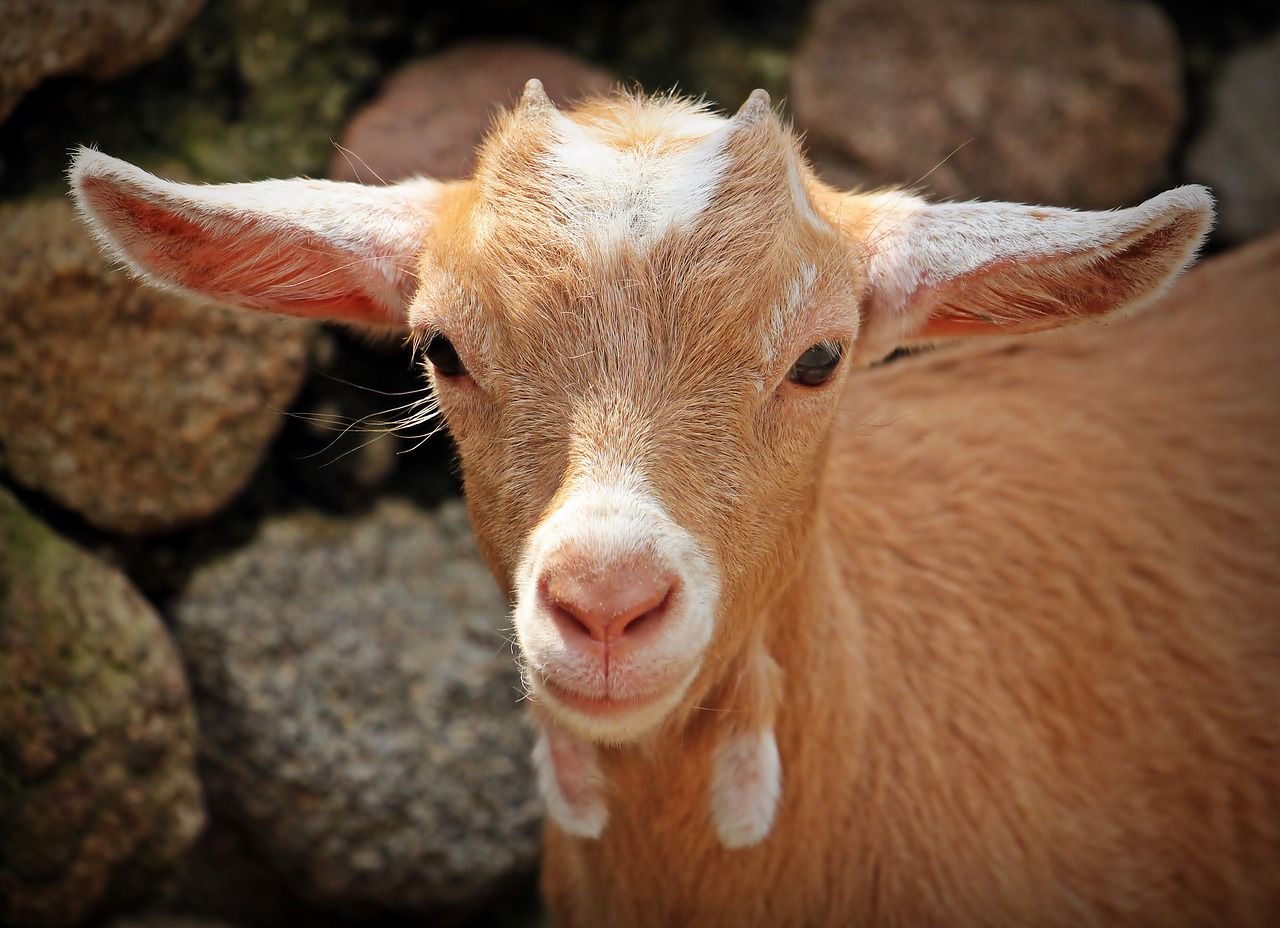 ¿Como debe ser un corral de cabras?