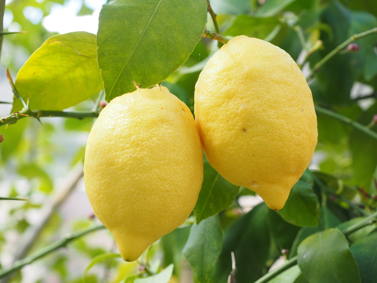 ¿Cuándo es mejor plantar un limonero de 4 estaciones?