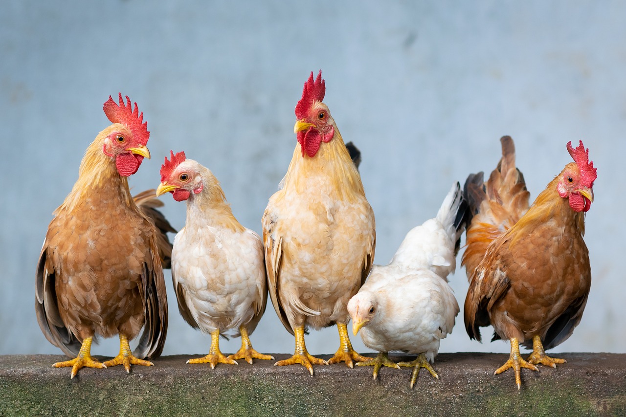 ¿Cuánto debe medir un nido de gallina?