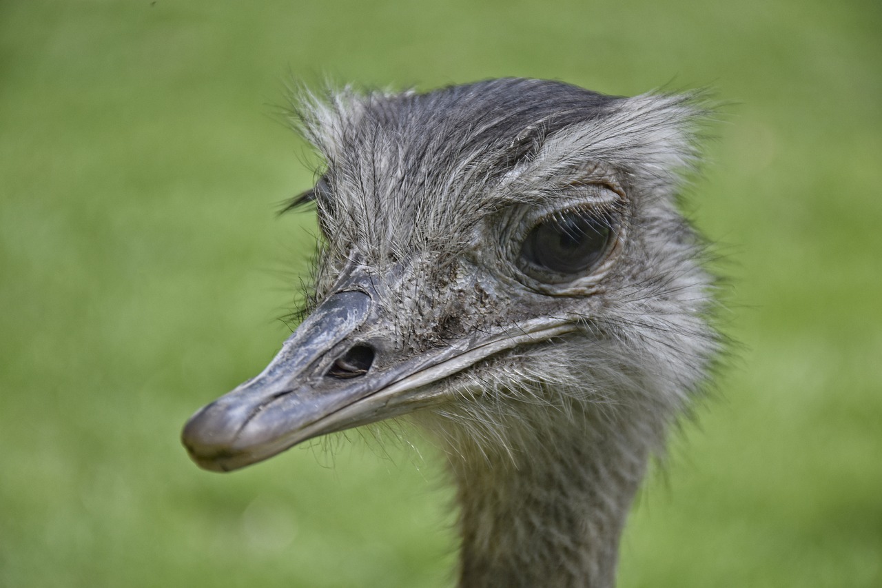 ¿Qué es un emú en Australia?