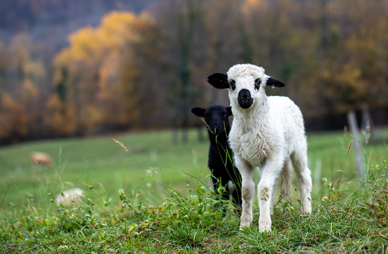 ¿Cuál es la raza de oveja más grande?