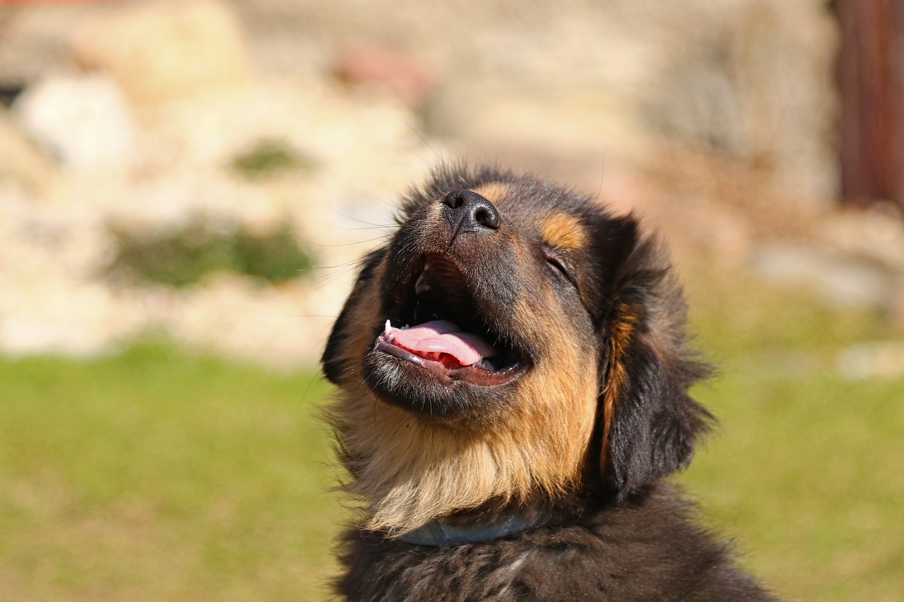 Cuánto come un cachorro de 2 meses Braco de Weimar? | granjaonline