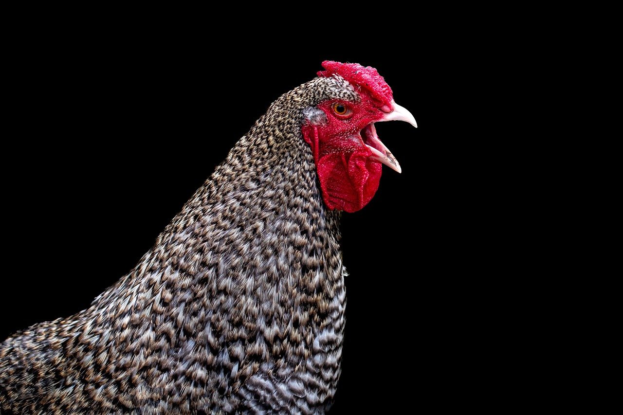 ¿Cómo se llama lo que tiene el gallo encima de la cabeza?
