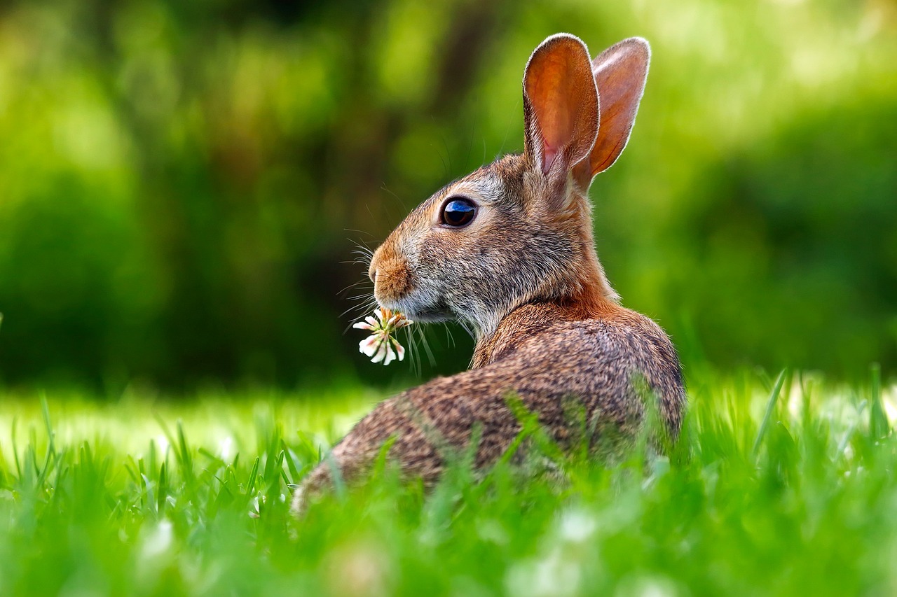 ¿Cómo saber cuál es el macho de los conejos?