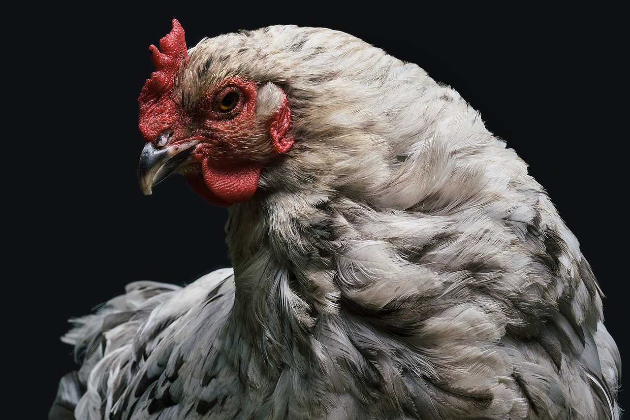 ¿Por qué se dice pitas a las gallinas?
