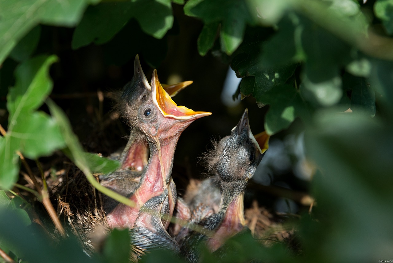¿Dónde hacen sus nidos las perdices?