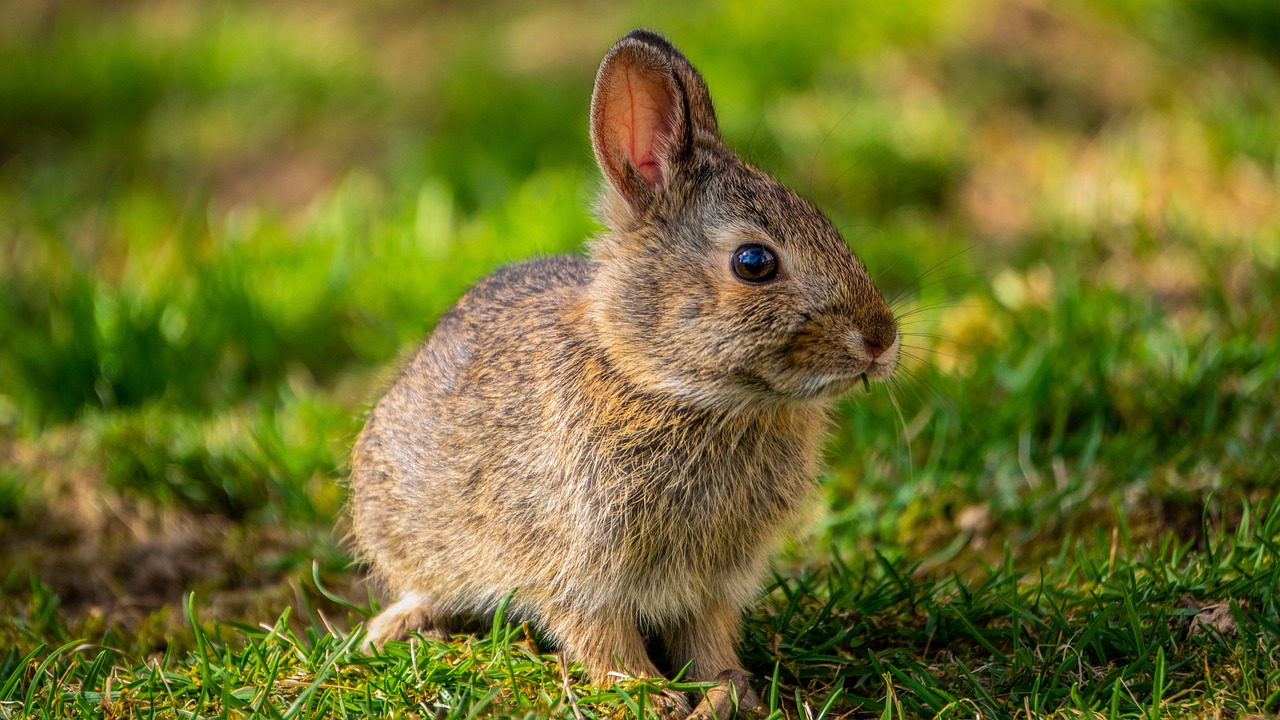 ¿Qué comen los conejos que viven en el monte?