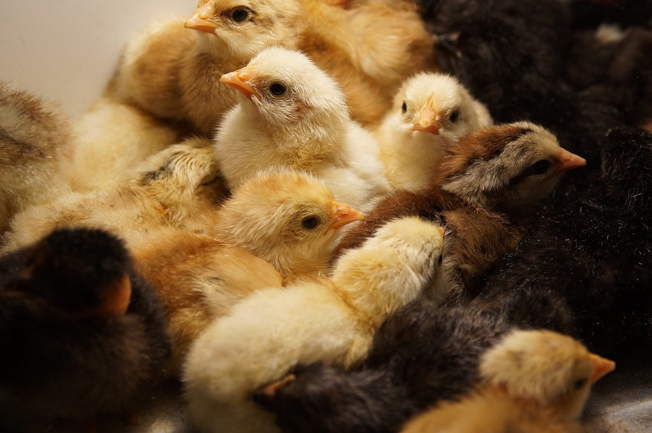 ¿Qué temperatura debe tener una incubadora de pollos?
