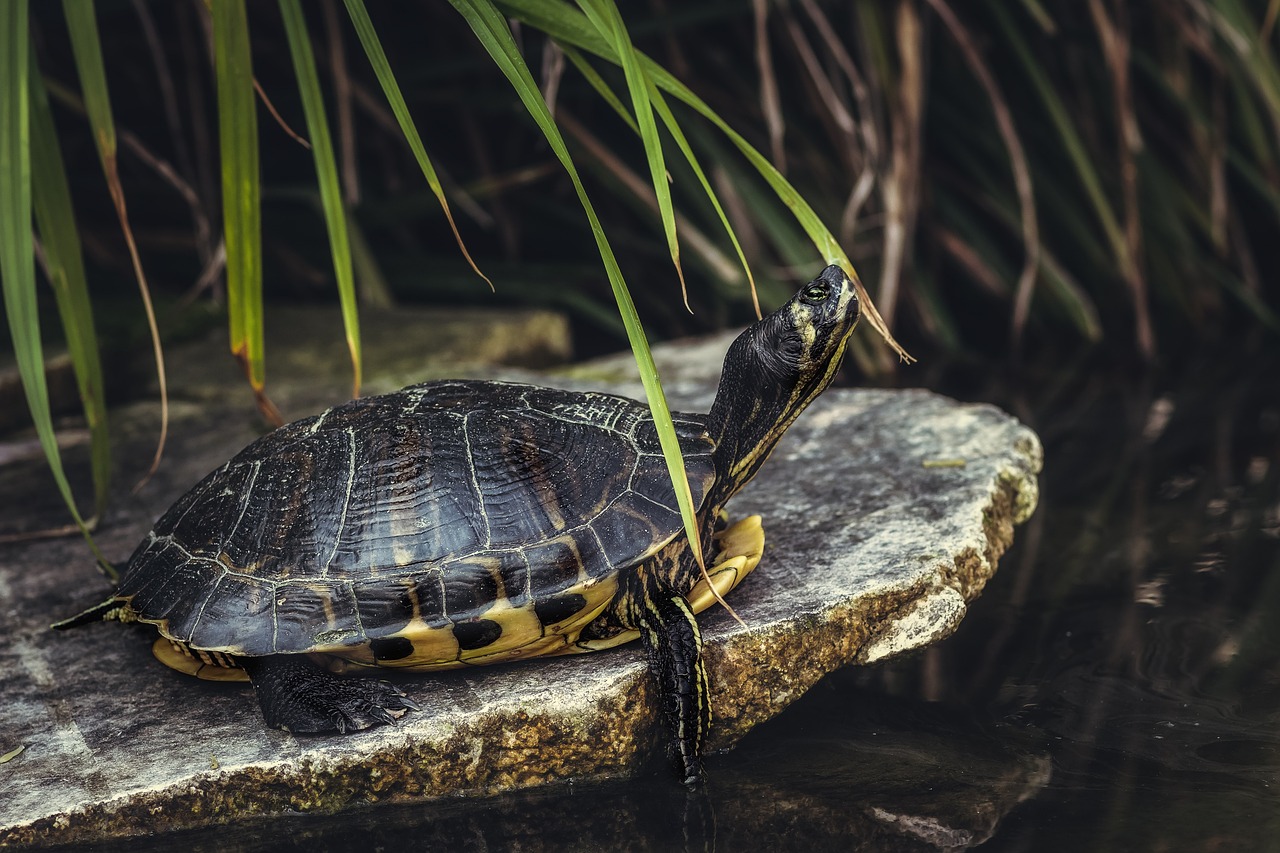 ¿Qué tipo de tortugas se pueden tener en casa?