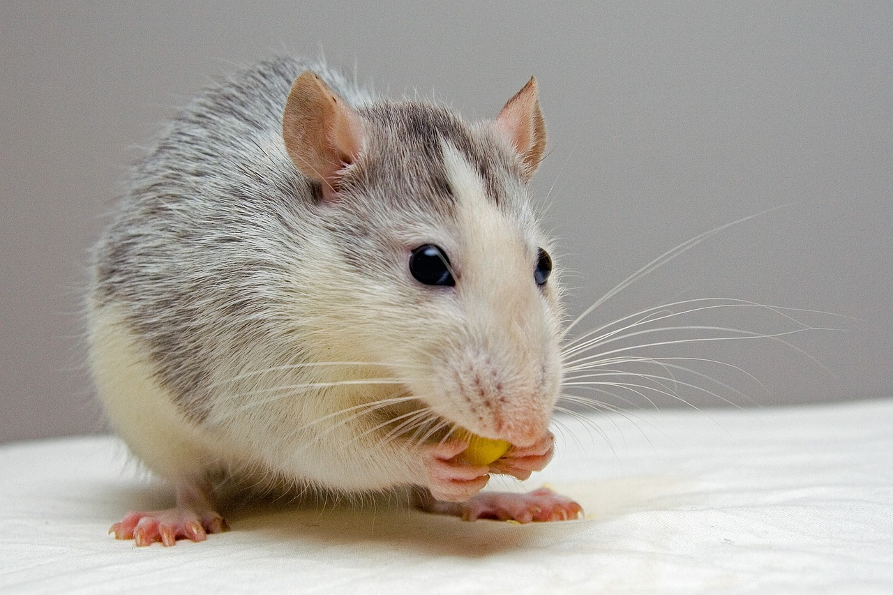 ¿Cuál es el veneno más efectivo para ratas?