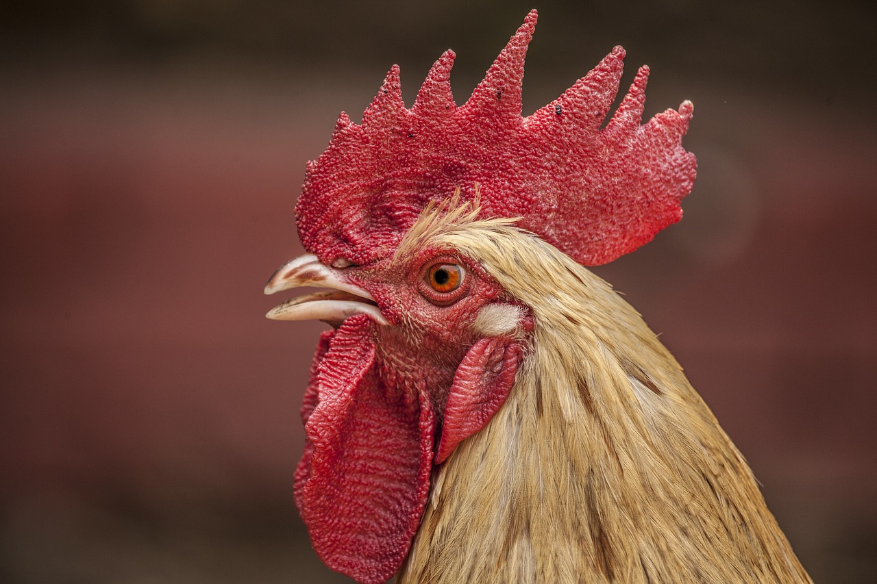 ¿Cuándo empieza la temporada de pluma en los gallos?