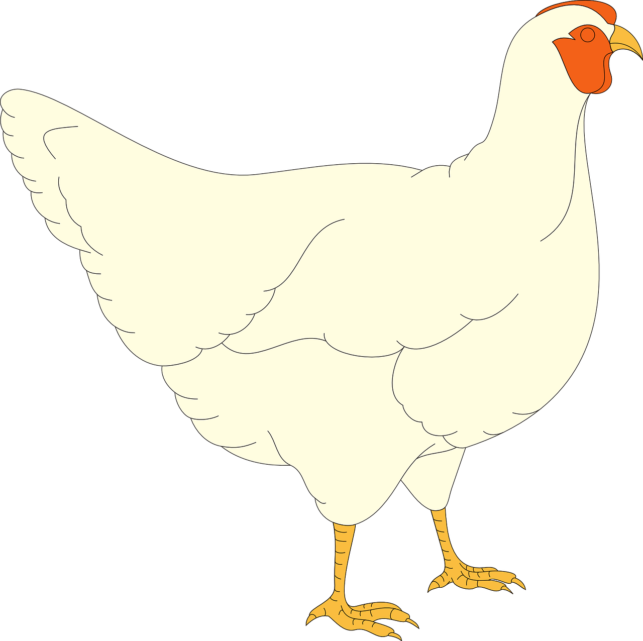 ¿Cómo se llama la raza de gallinas blancas?