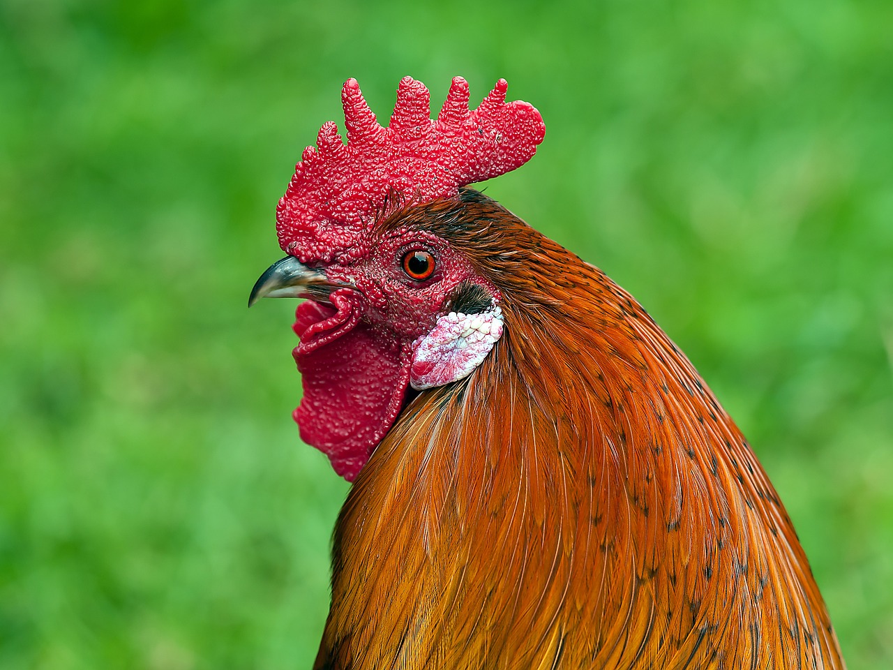 ¿Cuál es la diferencia entre el gallo y la gallina?