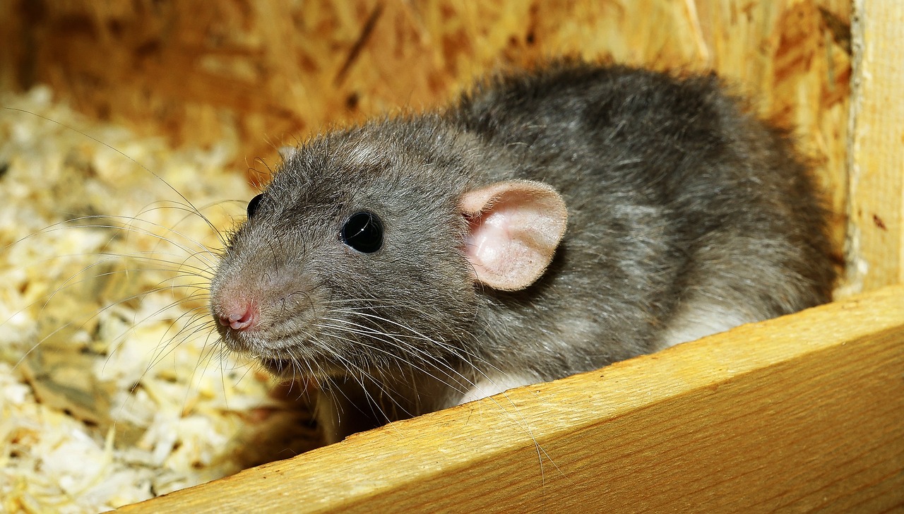 ¿Cuál es el veneno más efectivo para las ratas?