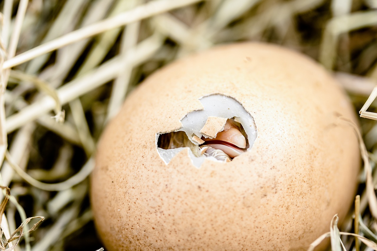 ¿Cuándo se puede saber si un huevo está pisado?
