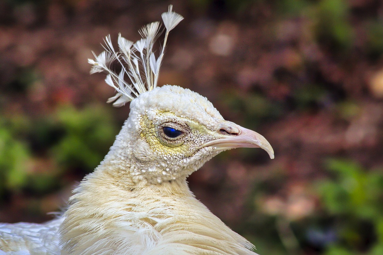 ¿Qué es el pavo real albino?